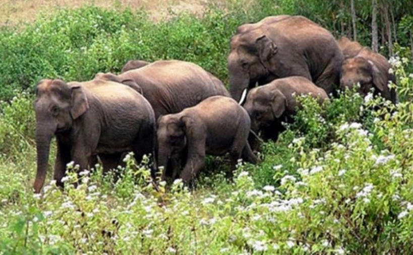 झापामा हात्तीको सङ्ख्या तेब्बर वृद्धि